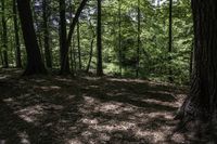 Ontario Forest Landscape