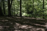 Ontario Forest Landscape