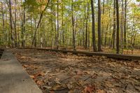 Ontario Forest Landscape with Autumn Colors