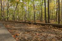 Ontario Forest Landscape with Autumn Colors