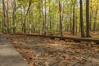 Ontario Forest Landscape Autumn Colors 003