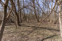 a group of trees with bare leaves on them in a field filled with grass and dead trees