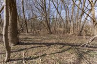 a group of trees with bare leaves on them in a field filled with grass and dead trees