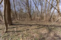 a group of trees with bare leaves on them in a field filled with grass and dead trees