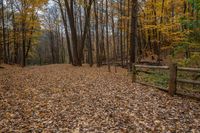 Ontario Forest Landscape in Canada