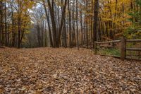 Ontario Forest Landscape in Canada