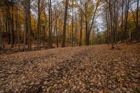 Ontario Forest Landscape on a Dirt Road