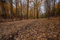 Ontario Forest Landscape on a Dirt Road