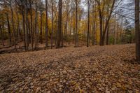 Ontario Forest Landscape on a Dirt Road