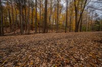 Ontario Forest Landscape on a Dirt Road