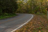 Ontario Forest Landscape: Bathed in Sunlight