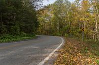 Ontario Forest Landscape: Bathed in Sunlight