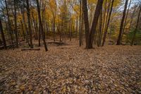 Ontario Forest Landscape in Toronto, Canada