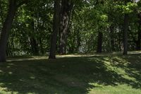 a grassy hill with a bench underneath it and many trees near by with grass and bushes around the grass