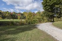 Ontario Forest: Path through Nature's Trail