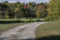 Ontario Forest: A Pathway Through Green Vegetation