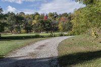 Ontario Forest: A Pathway Through Green Vegetation