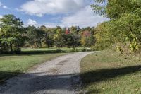 Ontario Forest: A Pathway Through Green Vegetation