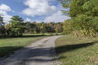 Ontario Forest: A Pathway Through Green Vegetation