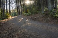 Ontario Forest Road in Canada: A Daytime Scene