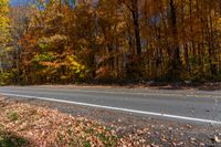 trees beside an empty road with some leaves on the ground in front of it and yellow and brown leaves on the ground