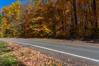 trees beside an empty road with some leaves on the ground in front of it and yellow and brown leaves on the ground