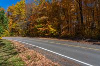 trees beside an empty road with some leaves on the ground in front of it and yellow and brown leaves on the ground