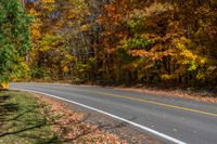 trees beside an empty road with some leaves on the ground in front of it and yellow and brown leaves on the ground