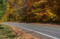 trees beside an empty road with some leaves on the ground in front of it and yellow and brown leaves on the ground