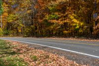 trees beside an empty road with some leaves on the ground in front of it and yellow and brown leaves on the ground