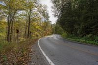 Ontario Forest Road Bathed in Sunlight