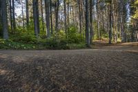 Ontario Forest Road: Trees and Clear Sky