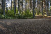 Ontario Forest Road: Trees and Clear Sky