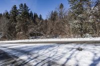 Ontario Forest with Snow-Covered Trees 001