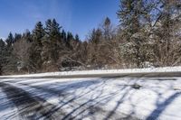 Ontario Forest with Snow Covered Trees 002