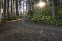 Ontario Forest: Sunshine and Clear Sky