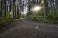 Ontario Forest: Sunshine and Clear Sky