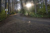 Ontario Forest: Sunshine and Clear Sky