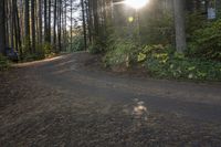 Ontario Forest: Sunshine and Clear Sky