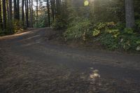 Ontario Forest: Sunshine and Clear Sky