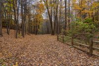 a dirt trail surrounded by trees on a cloudy day in autumn or fall is pictured