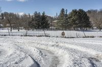 Ontario Landscape in Canada: A Snowy Tree View