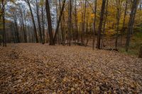 Ontario Landscape with Canadian Forest and Clear Sky