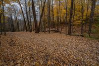 Ontario Landscape with Canadian Forest and Clear Sky