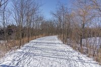 a narrow path with snow, and trees in the background in winter time by david murphy for stocks