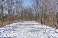 a narrow path with snow, and trees in the background in winter time by david murphy for stocks