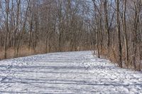 a narrow path with snow, and trees in the background in winter time by david murphy for stocks