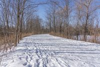 a narrow path with snow, and trees in the background in winter time by david murphy for stocks