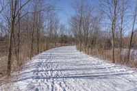 a narrow path with snow, and trees in the background in winter time by david murphy for stocks