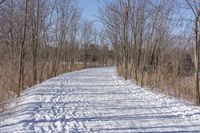 a narrow path with snow, and trees in the background in winter time by david murphy for stocks